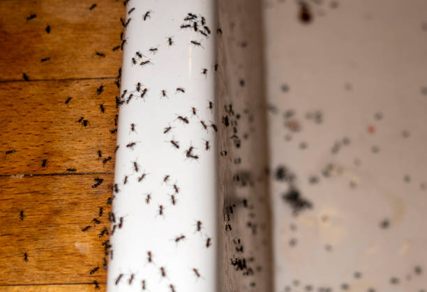 Best Mosquito Control Services  in Morehead City, NC