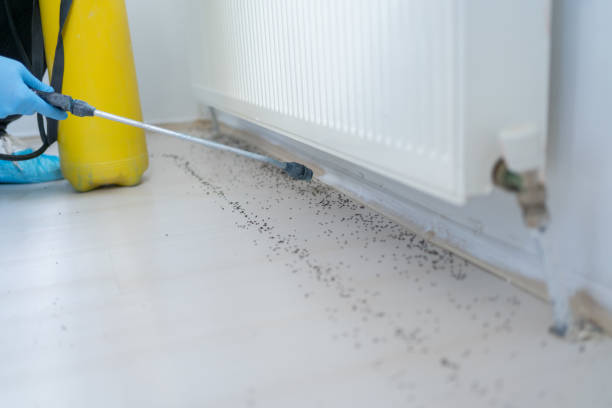 Best Termite Control Services  in Morehead City, NC